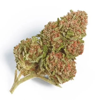 Northern Lights (28g)